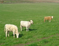Caithness Cows